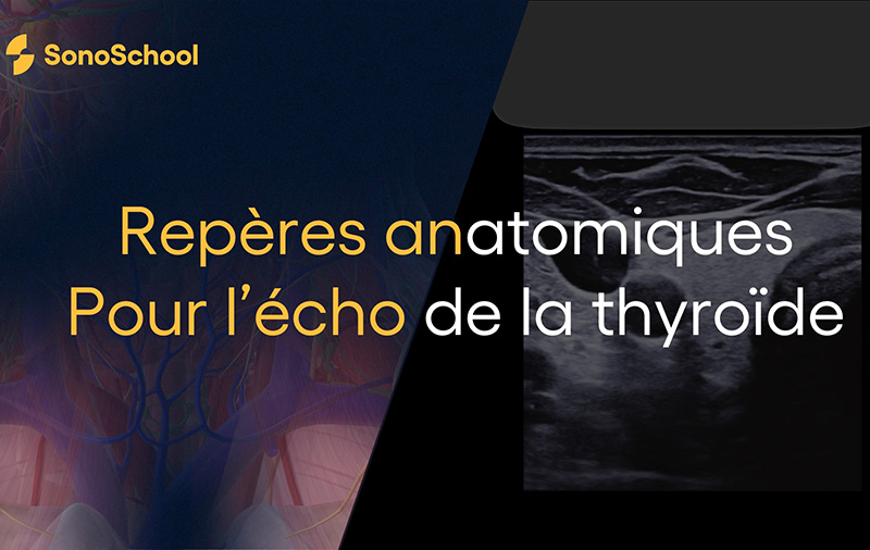 formation echographie de la thyroide sonoschool reperes anatomiques